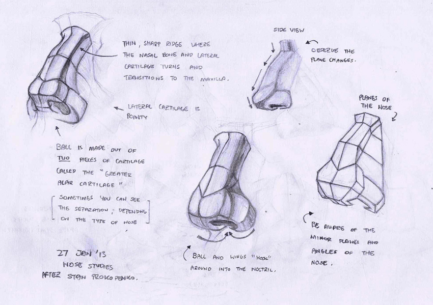Anatomy+-+0044.jpg