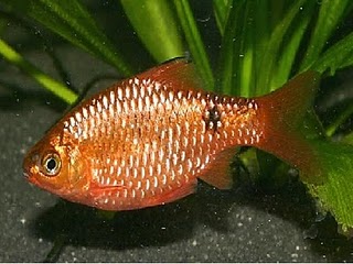 rosy-barb.jpg