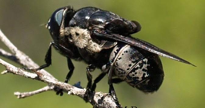Arizona: Beetles, Bugs, Birds and more: Fascinating Flies