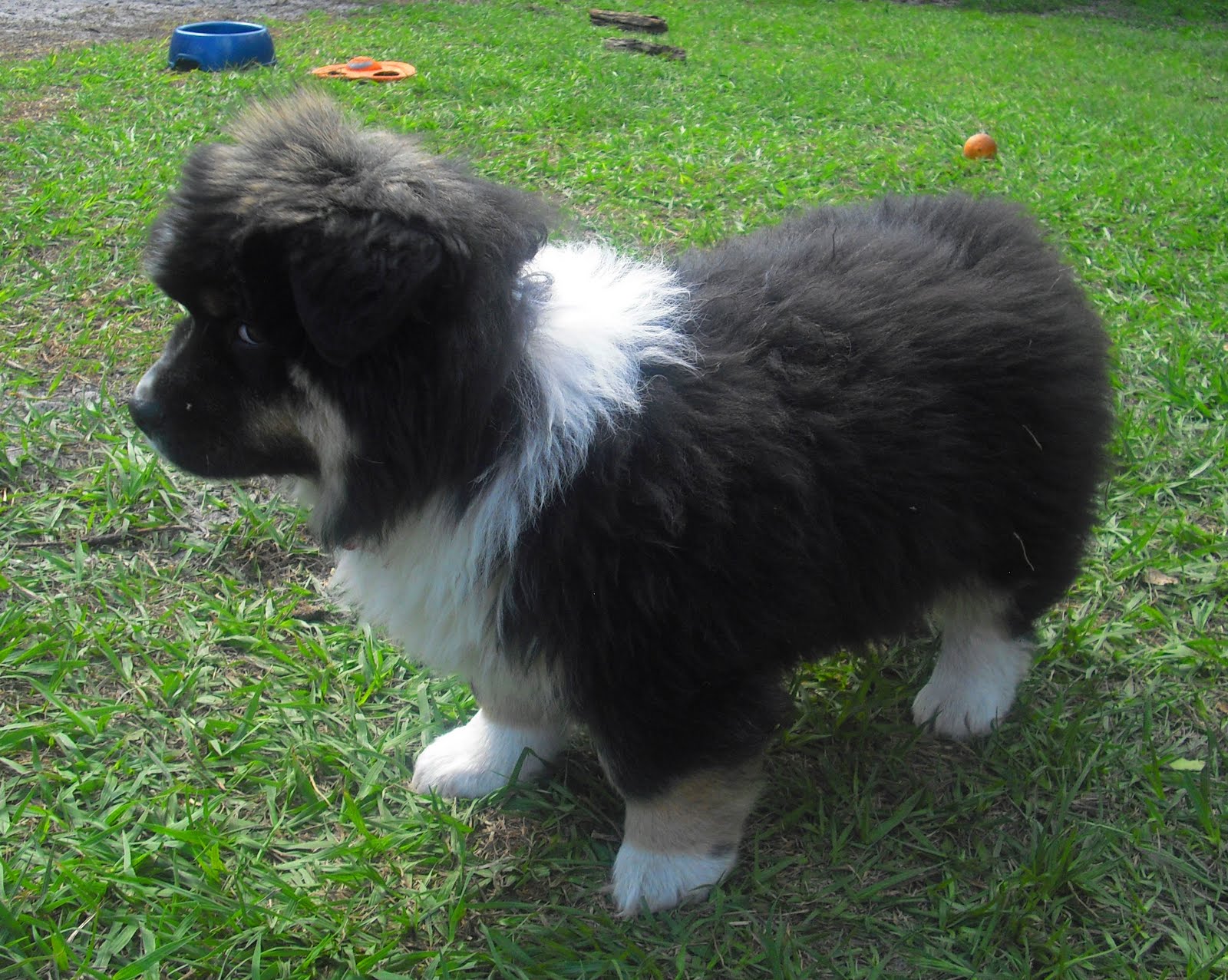 Mountain Dog Puppies???? The Dog Liberator™