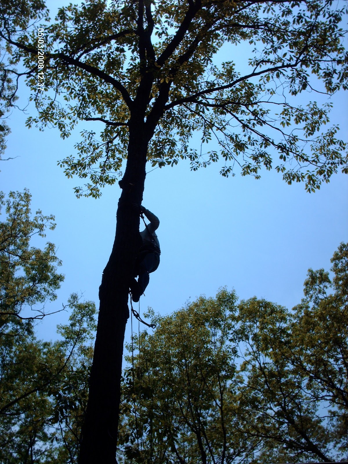 Paul's Trees and landscaping