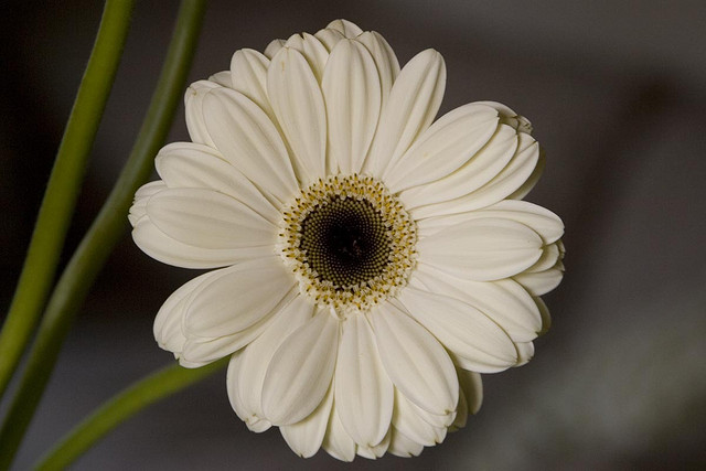 White Gerbera Daisy Flowers - Pink Flower Wallpapers
