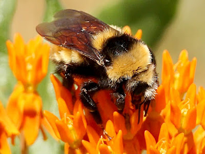 bumble bee macro