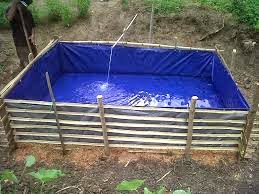 Catatan Anita Contoh Kolam Terpal Untuk Budidaya Belut