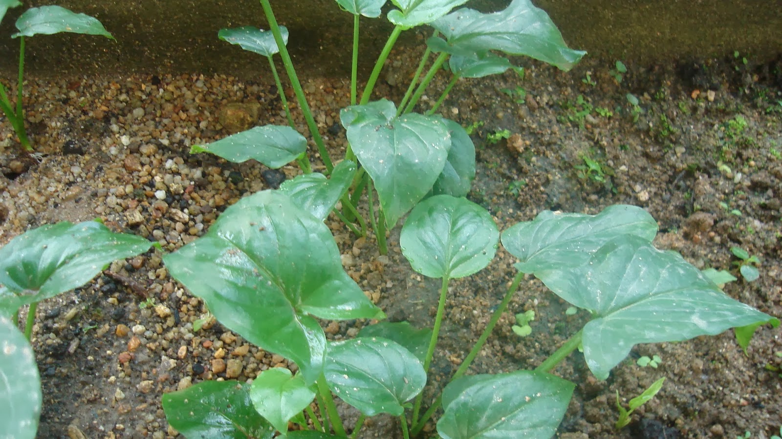 tanaman herbal