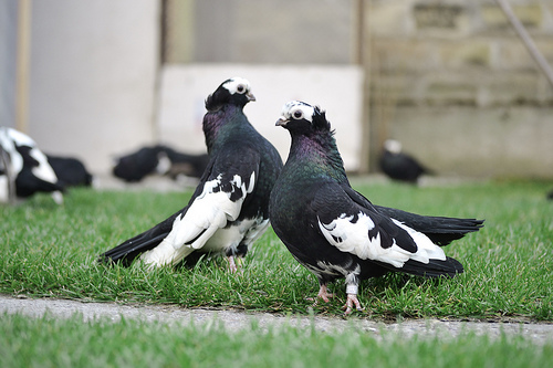 All Pigeon Bird Images Free Download All Pigeon Bird Images Free Download