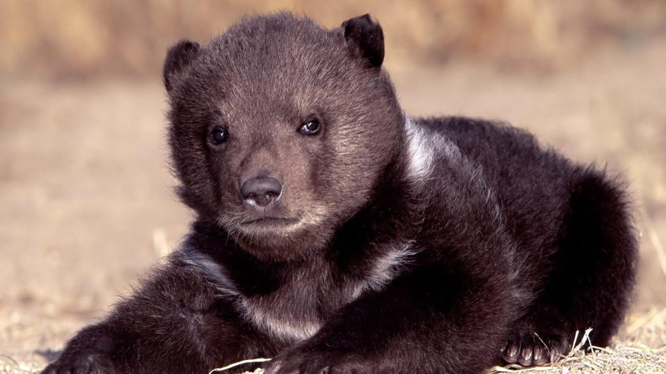 Beautiful African Animals Safaris World’s Most Dangerous animals