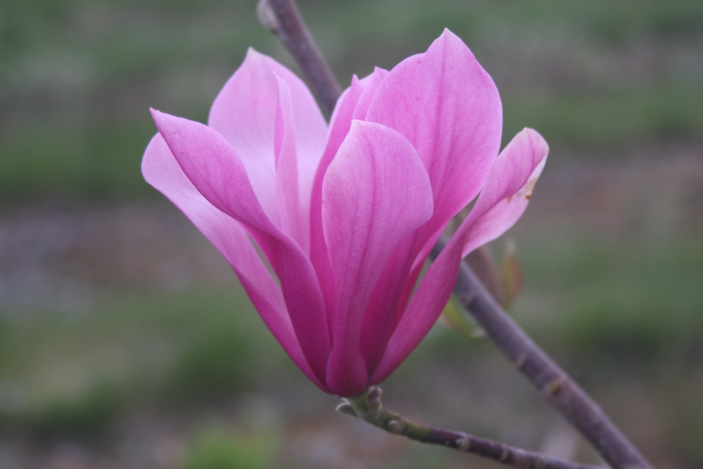 Flora Wonder Blog April 2018