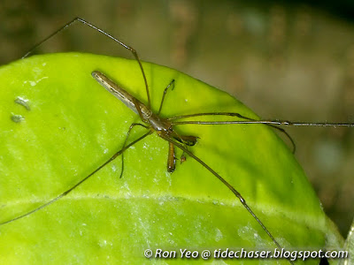 Mangrove Big-Jawed Spider (Tetragnatha josephi)