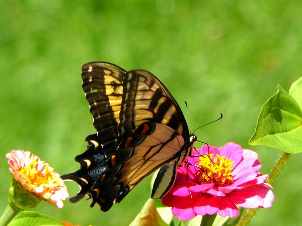 Butterfly HD Wallpaper Download