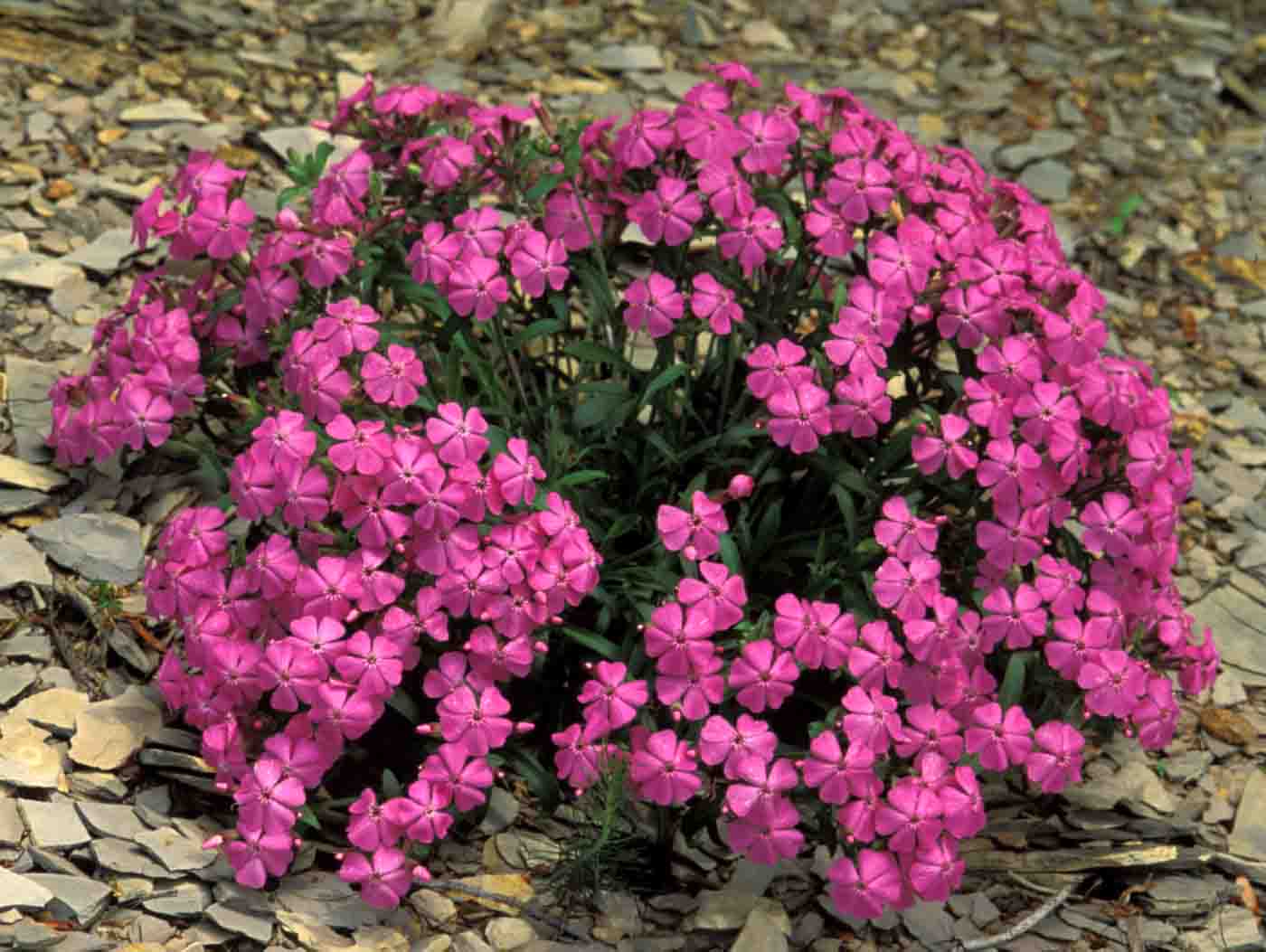 Kentucky Native Plant and Wildlife January 2012