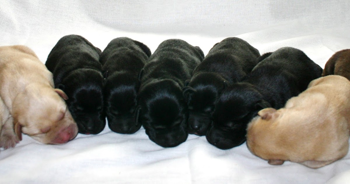 K and R Labradors Puppy Pictures