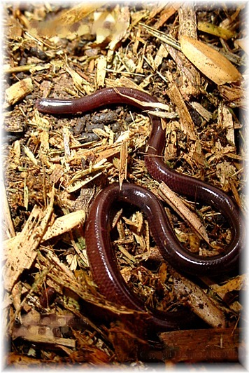 Animal Pictures Brahminy Blind Snake Flowerpot or flower pot may also refer to: animal pictures blogger