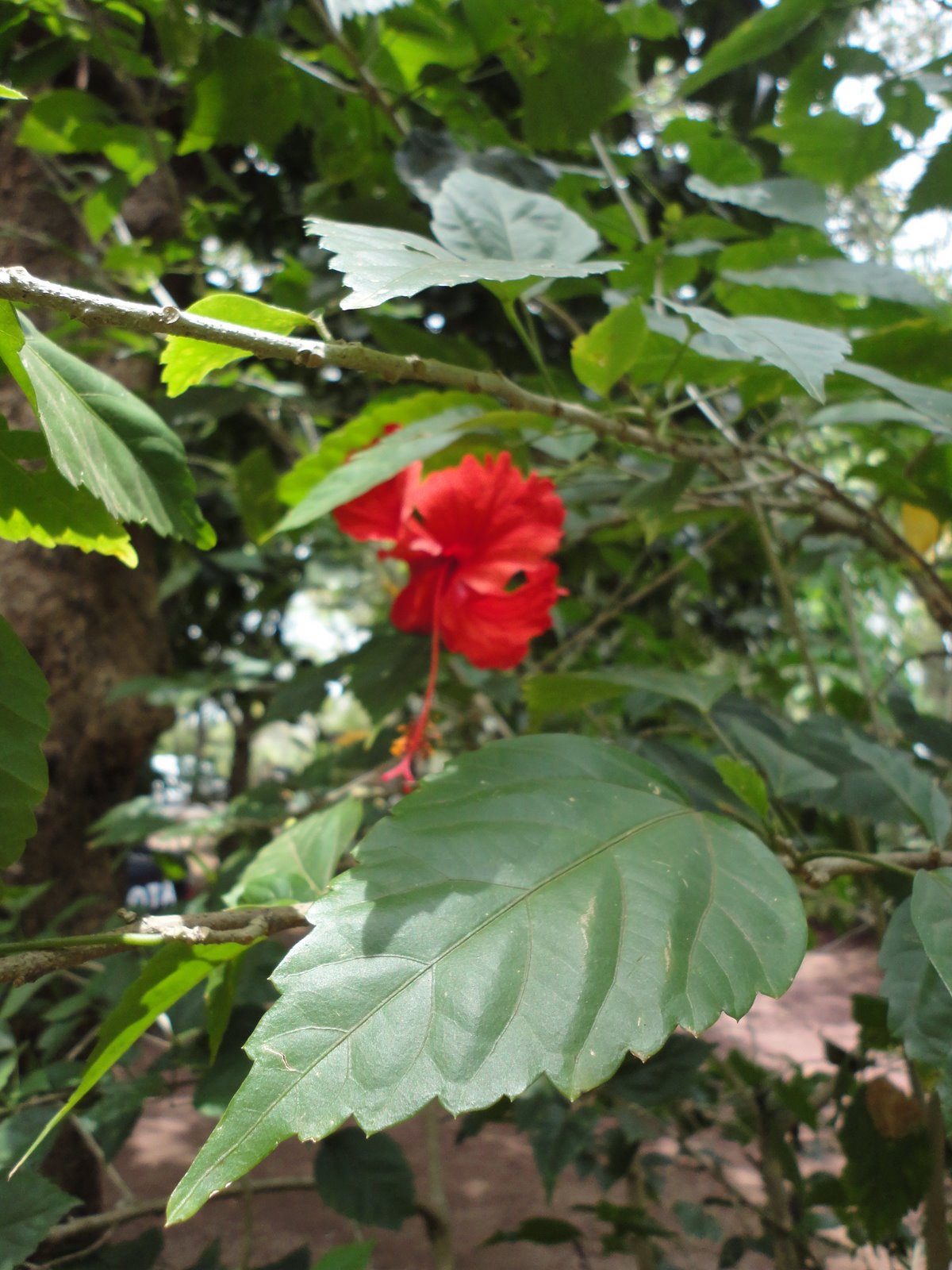 Global Exposure Tour Nicaragua 2012 Flora and Fauna of Nicaragua