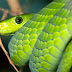 [Top 10]Las serpientes más venenosas del mundo 