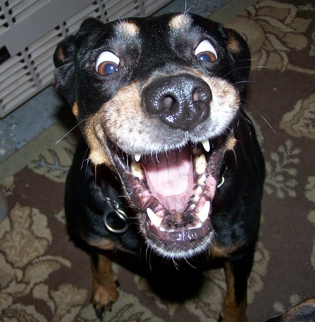 Funny Excited Dog Pictures Funny Excited Dog Pictures