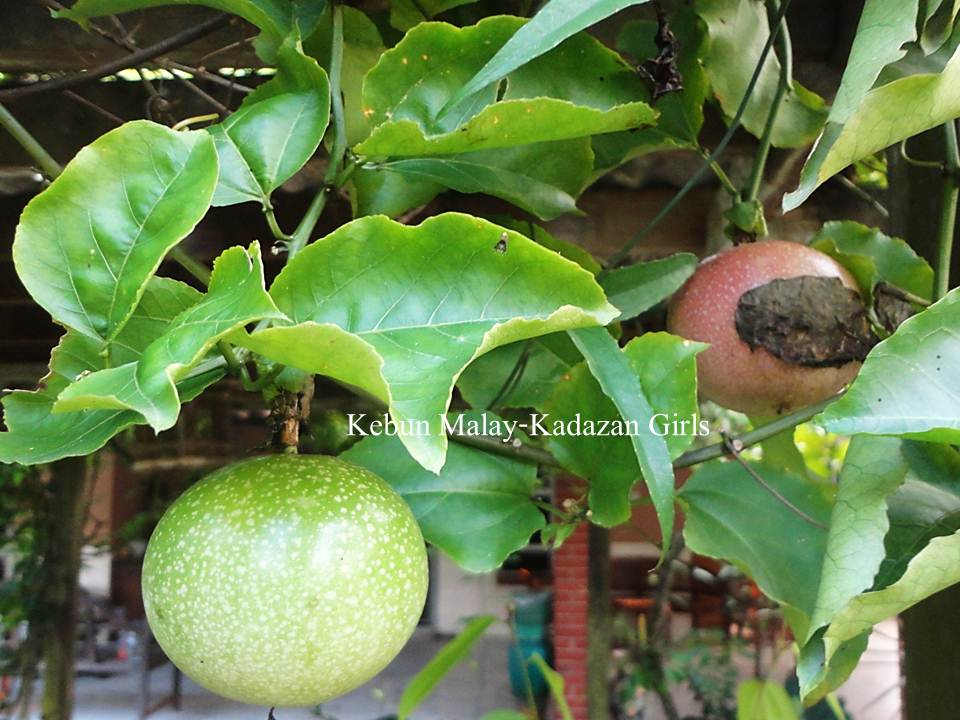 Kebun Malay Kadazan Girls Forming Fruit Of Passion Fruit