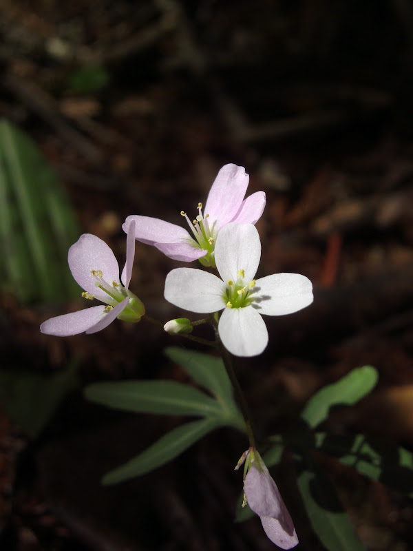 Tales From the Trails Flowers in the Redwood Forest