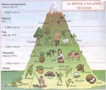 CLASIFICACIÓN DE LOS PISOS TÉRMICOS