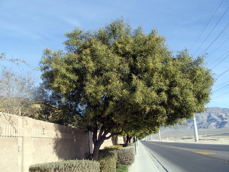 Xtremehorticulture of the Desert Another African Sumac Dropping Leaves