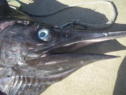Marlin Eye