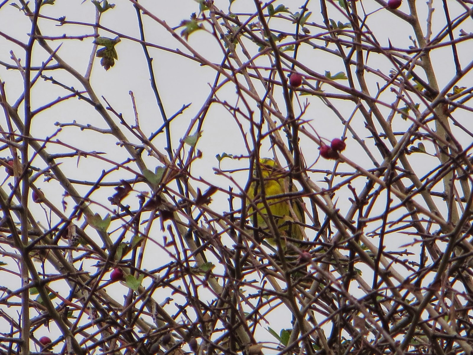A flock of Yellowhammers sining merrily and having fun in the fields.