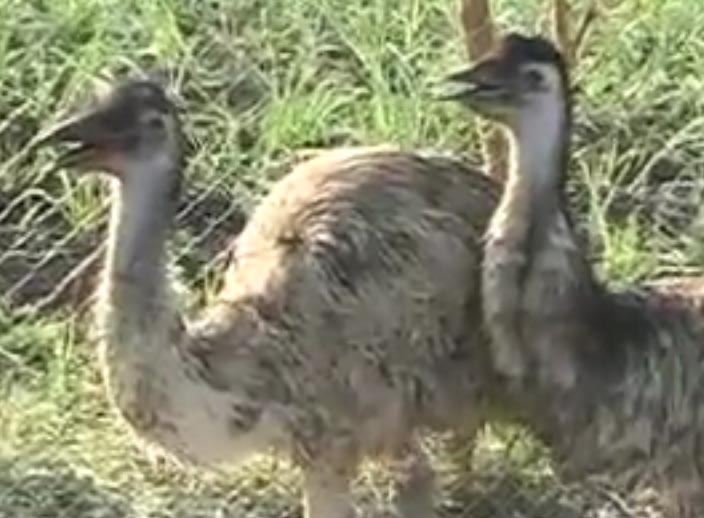 Emu Bird Farming