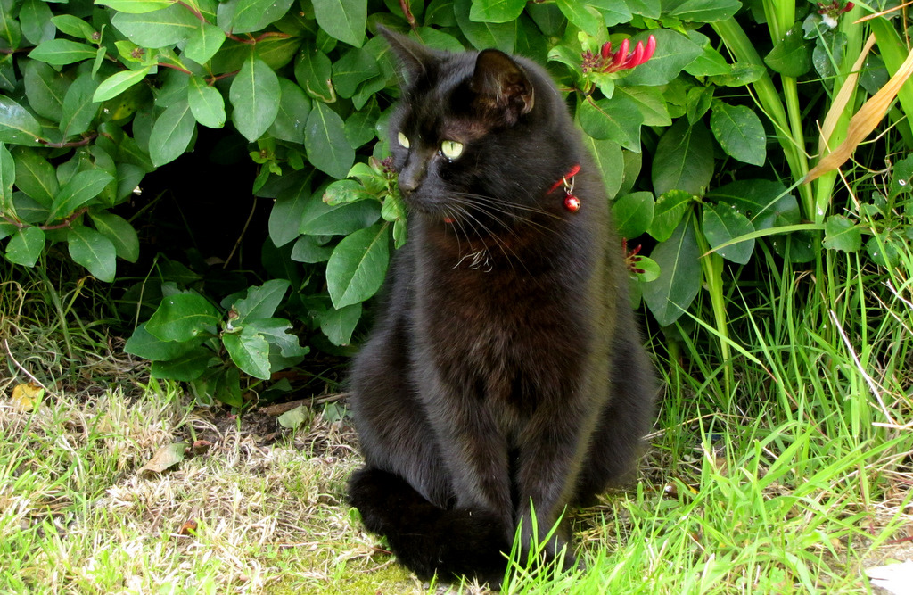 Cats in Gardens Gardening IS More Fun... with Cats!