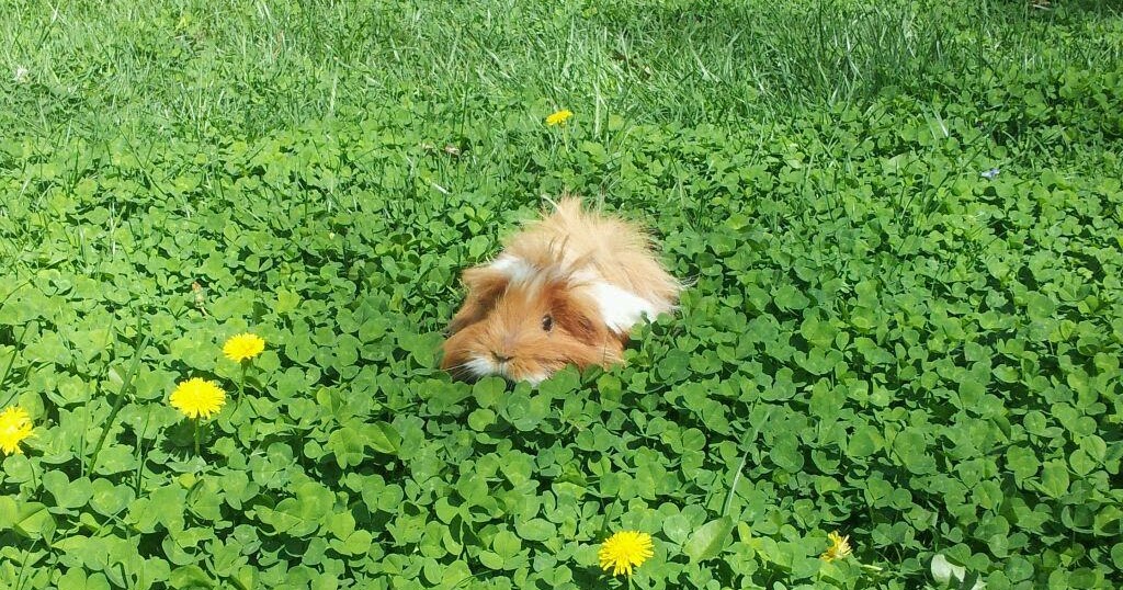 Cute! Guinea pig in the clover!