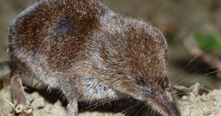 Variety of Life Sorex