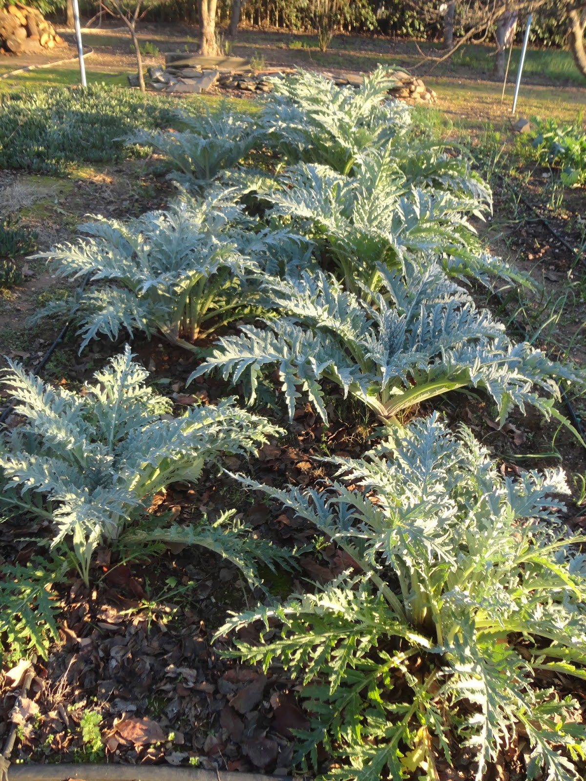 MATAS DE ALCACHOFA EN LA HUERTA