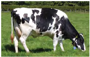 Gambar tumbuhan yang memerlukan nutrisi