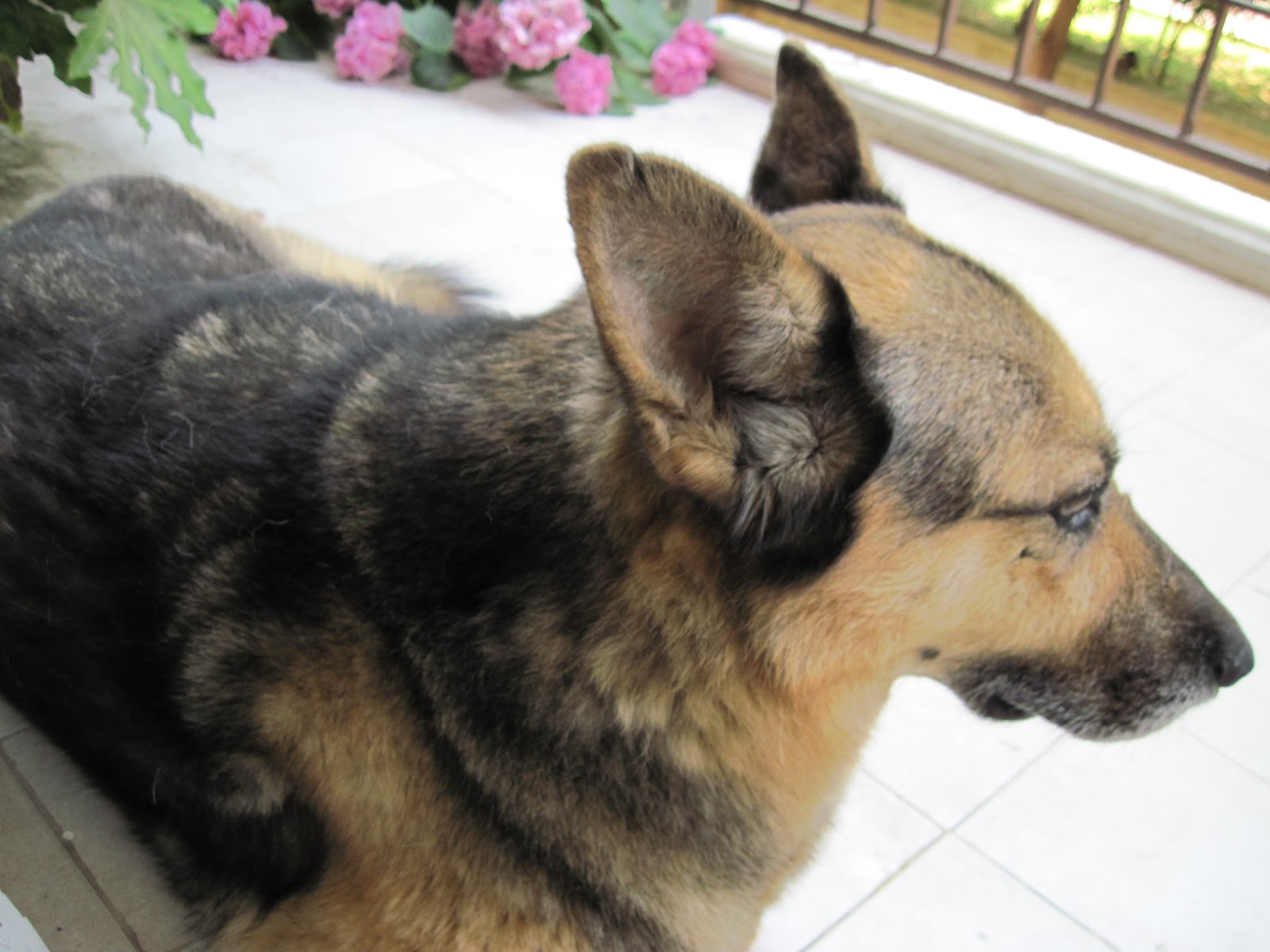 dokuz canlı kedi napardım bilmem?