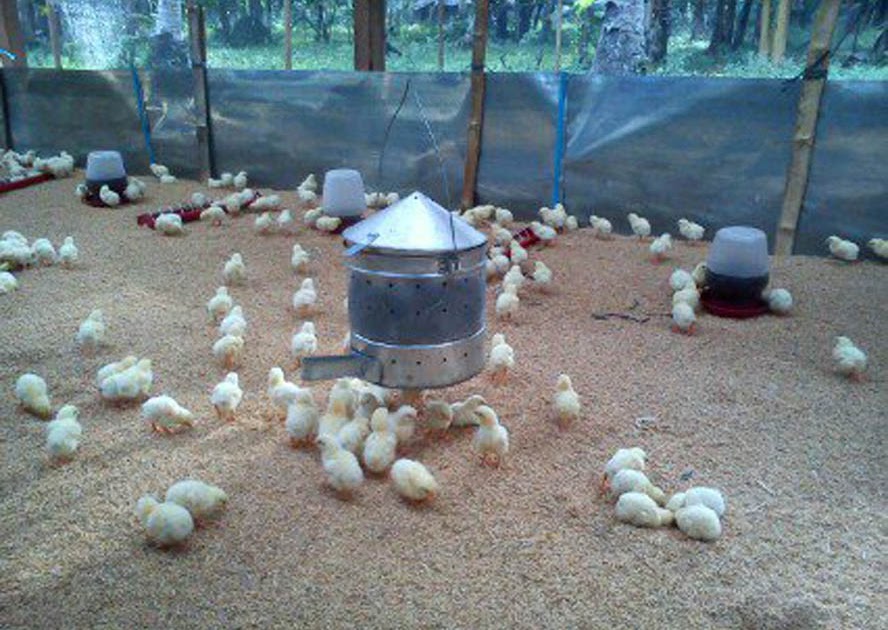 SUNSHINE CHICKEN Charcoal Heater