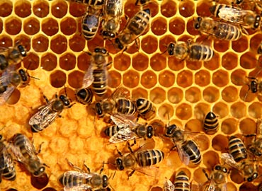 gambar lebah madu