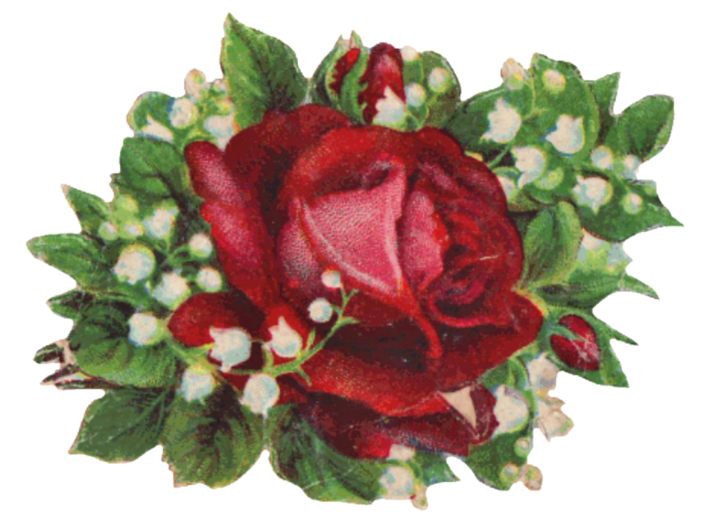 اجمل الورد Red+Rose+Png
