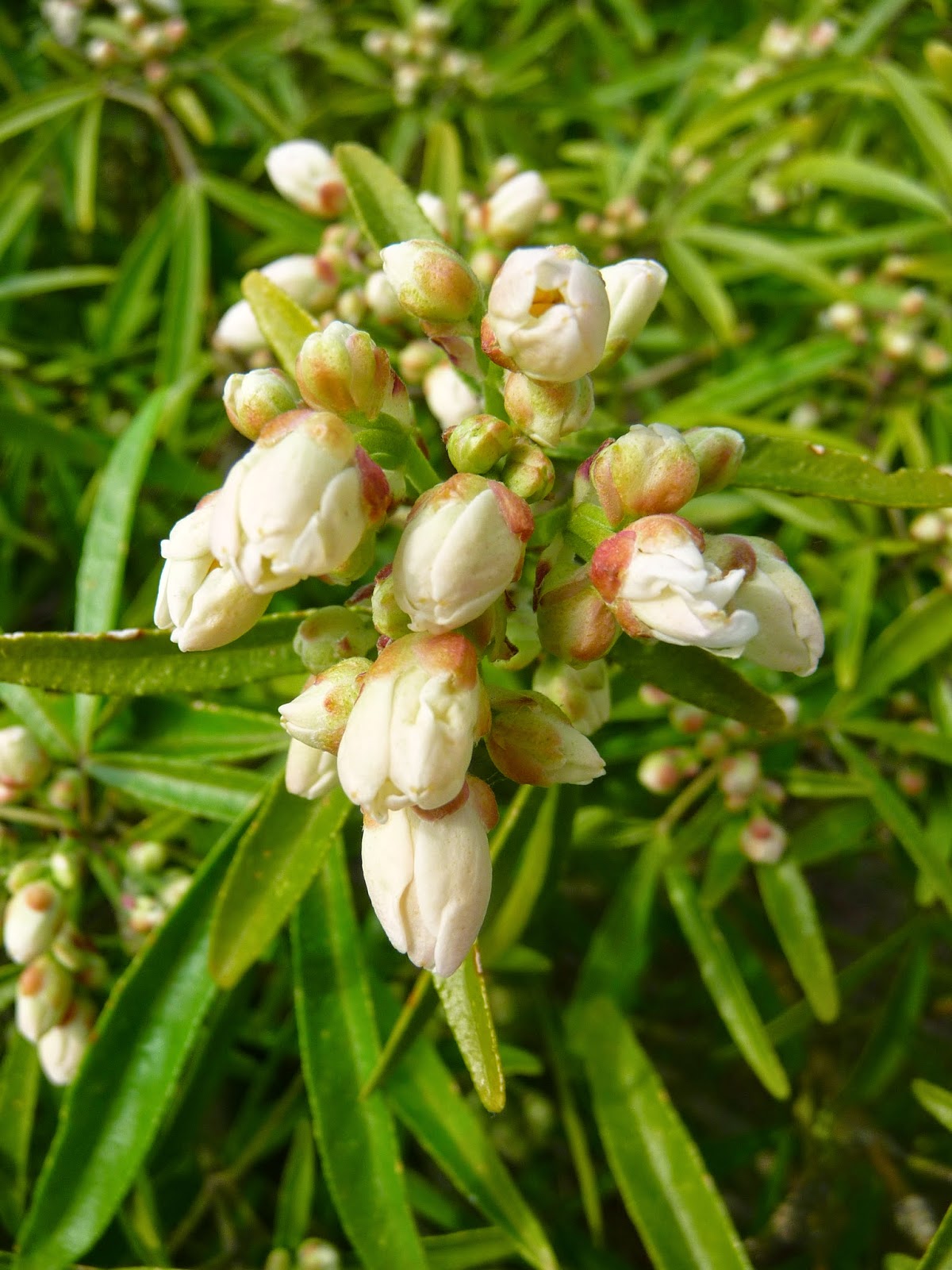 Promenade Au Jardin De Lili Dans Le Poitou Escallonia Iveyi