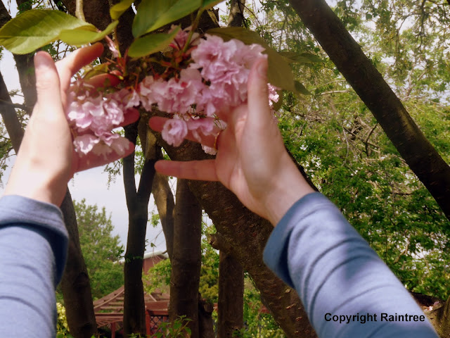 Pink blossoms