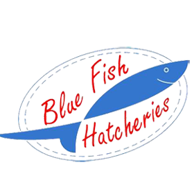 Blue Fish Hatcheries