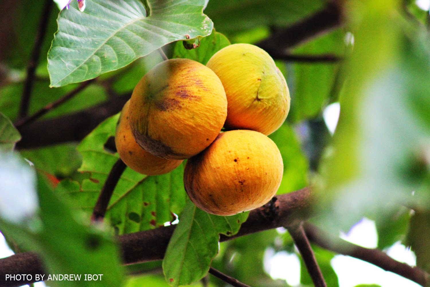 Ako si ANDREW IBOT! Santol (Wild mangosteen)