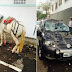 Cavalo se solta de carroça e sobe em carro estacionado em Vitória