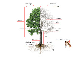 Part of Tree (Stump)