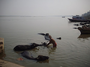 A dairy farmer bathing his buffaloes on the Ghats of Varanasi.