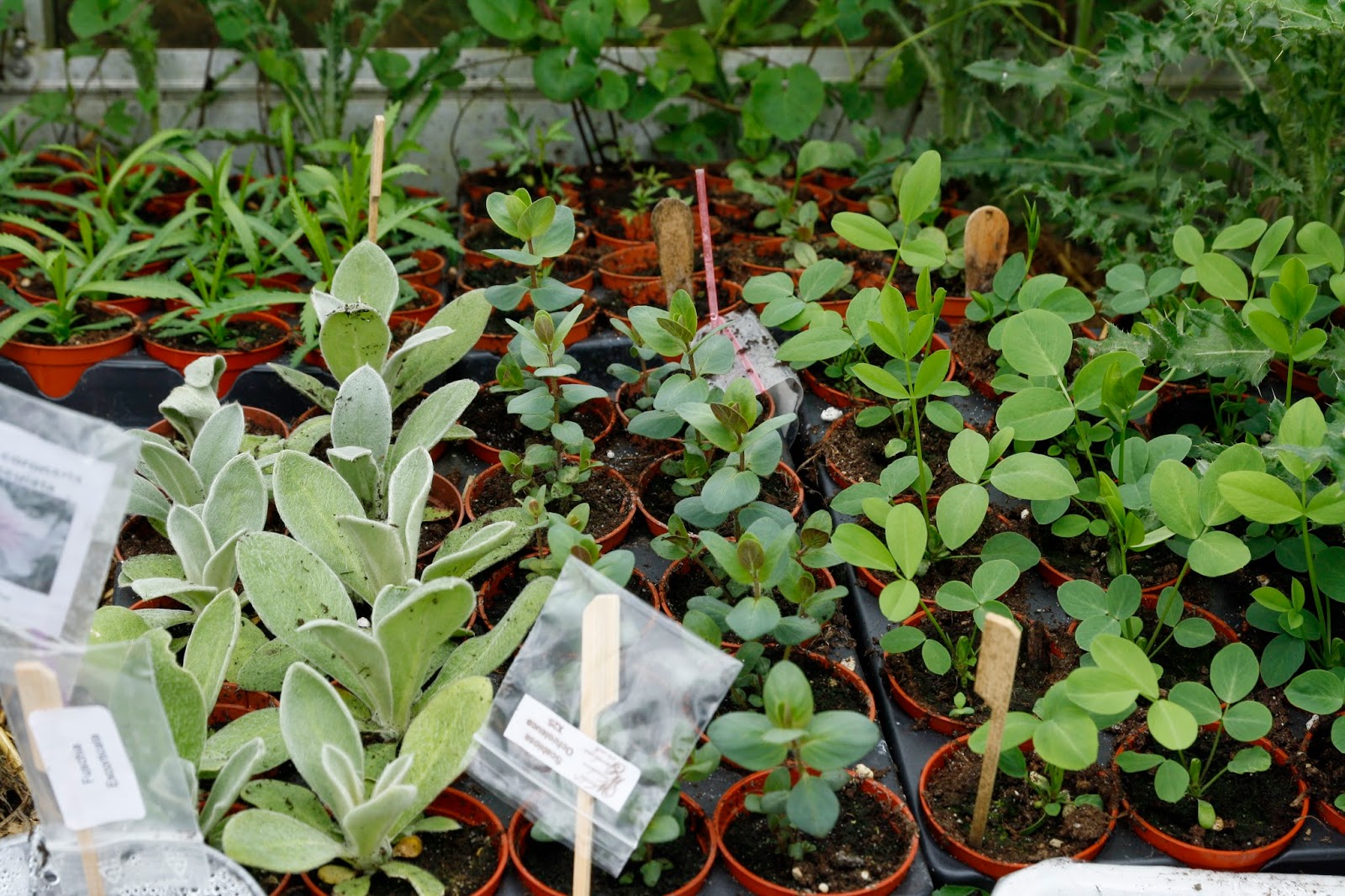 21 Best What Blooms Outback Images Bloom Plants Garden