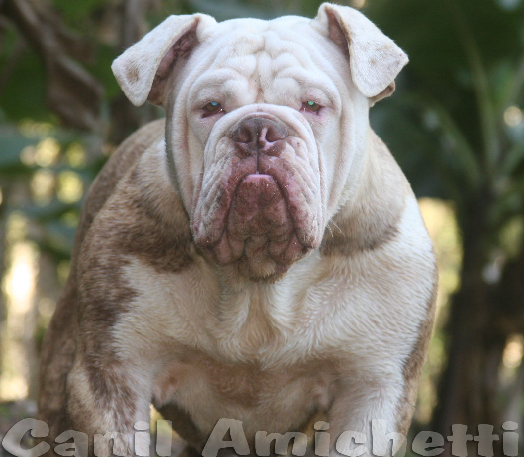 Bulldog Olde English Bulldogge Sale Dog Oldブリティッシュブルドッグ ブルドッグ Original ブラジルのオールドbulldogge ブルドッグクリオロ オールドbulldoggeブラジルbordoga