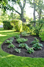 The Grower's Daughter: The Front Yard - Landscape