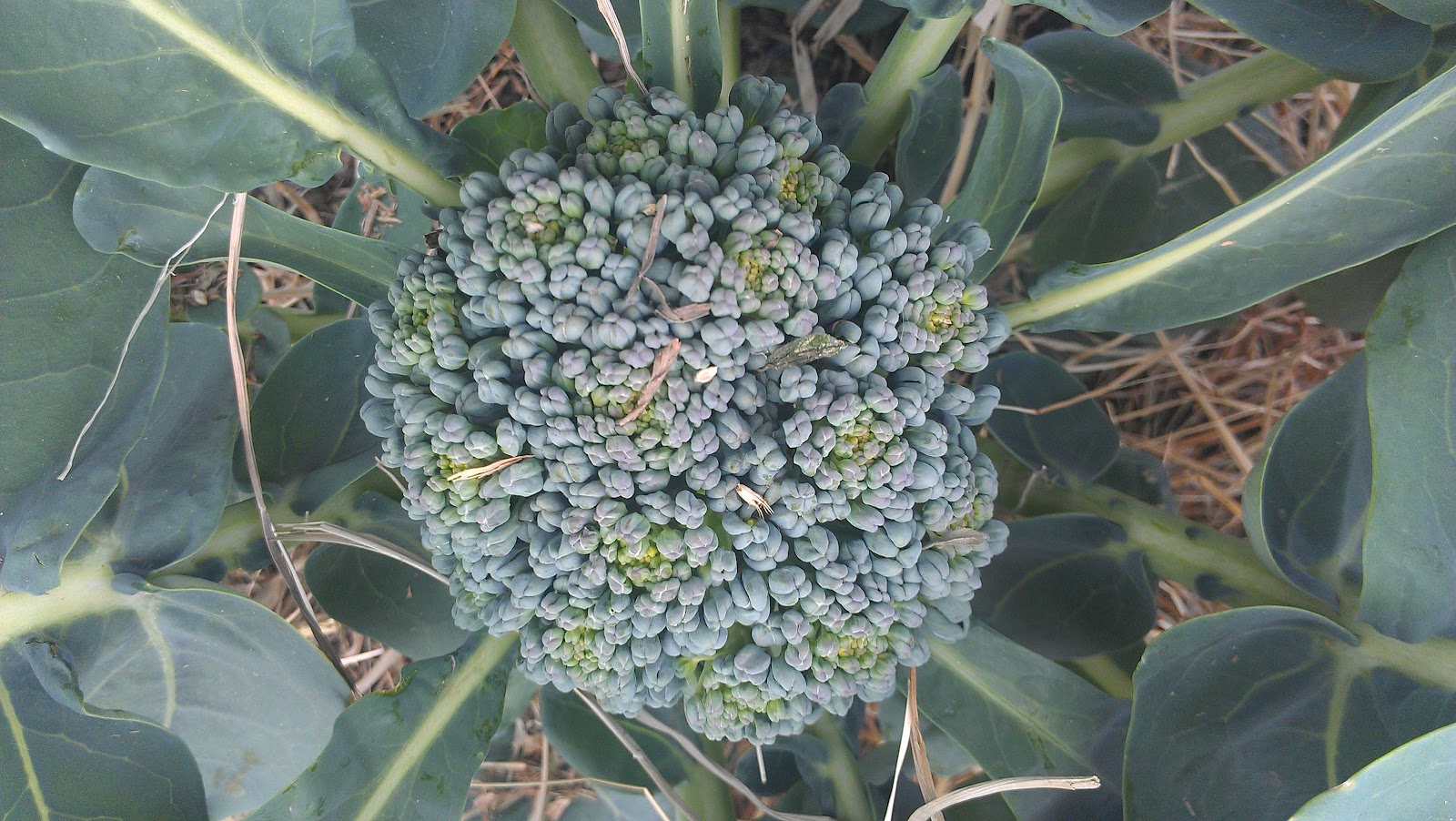 The Aberrant Gardener Bolting Broccoli