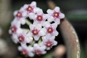 Hoya nummularioides