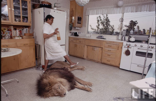 lion pictures, living with lion