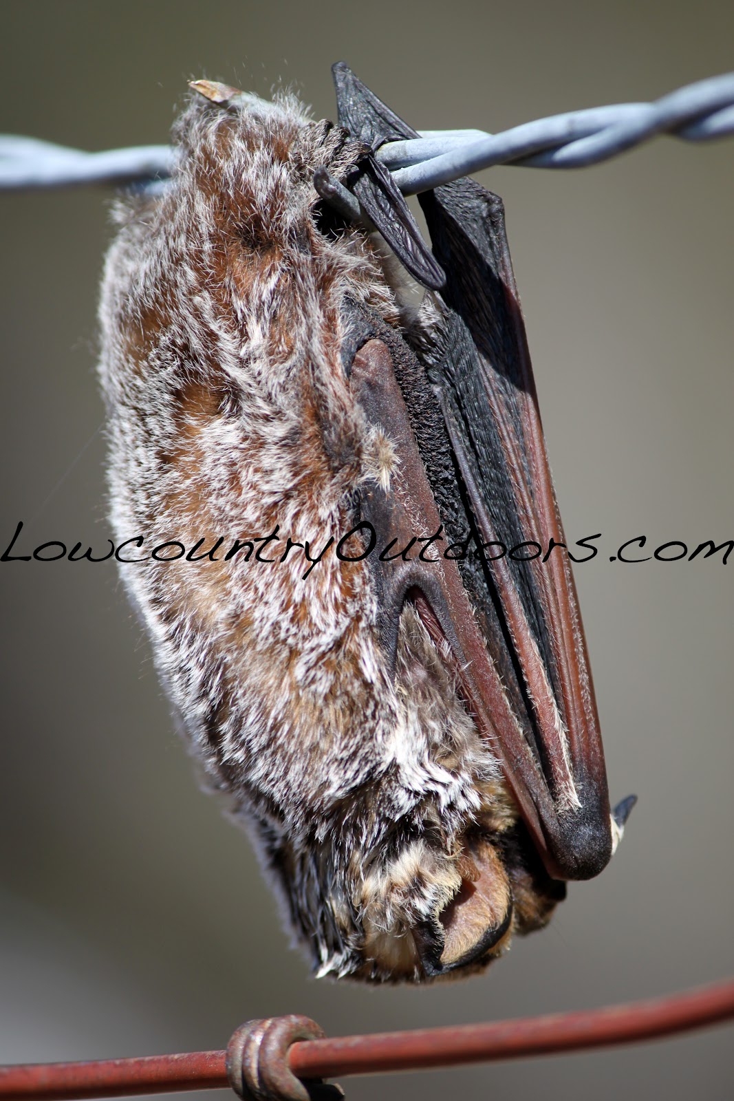 Lowcountry outdoors Bats are nature's mosquito control